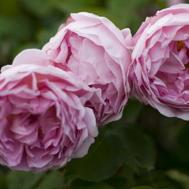 Curvy English Rose